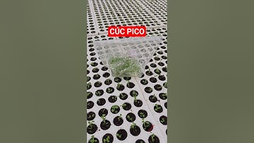 Cây giống cúc pico cấy mô #cucpico #caygiongcucpico #cucpicocaymo