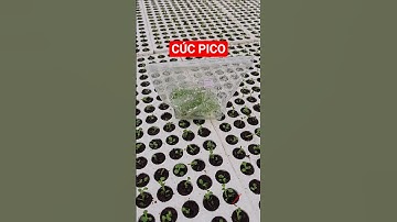 Cây giống cúc pico cấy mô #cucpico #caygiongcucpico #cucpicocaymo