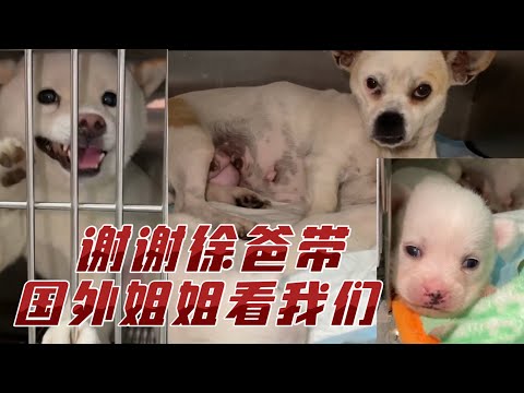 2023-11-15 Xiaoxus Mountain Life with Dogs  今天来医院看望住院的狗狗，流浪狗妈妈柔柔、皮肤病小11、还有断腿的7月。