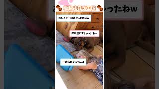 一緒に見よ～アニマル 癒し 動物 面白動画 癒される 犬