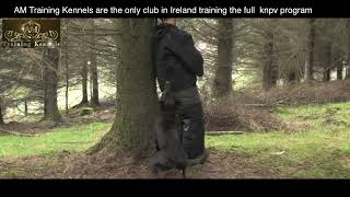Training KNPV finding a person in the forest