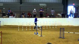 Kenzie's Master Agility Jumpers Run (Double Q) screenshot 5