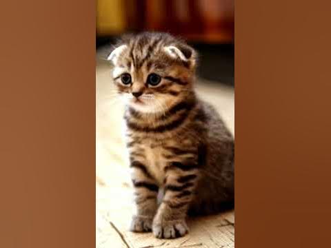Милые кошечки - YouTube