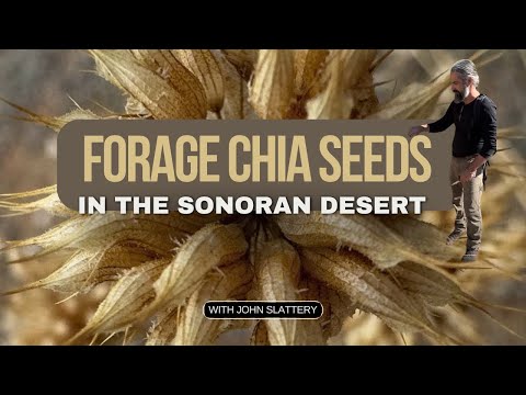 John Slattery — Forage Native Chia in the Sonoran Desert