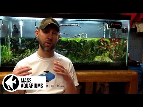 Video: Hoe Om Nitrate In U Akwarium Te Verminder