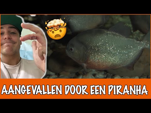 Video: In Het Zuidwesten Van Groot-Brittannië Werd Een Grote Piranha Gevangen. - Alternatieve Mening