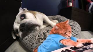 Keyboard Cat Wakes Up Bulldog