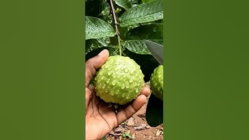 Guava😋  #fruits   #asmr   #guava #asmrfruit    #satisfying #fruitcutting