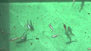 幹之めだか　稚魚