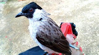 Download lagu review BURUNG KUTILANG body cebol usia 2 tahun