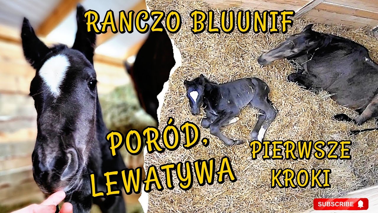 Jak Nazywala Sie Klacz Wokulskiego PORÓD KLACZY / KLACZ CZY OGIEREK? / PIERWSZE GODZINY ŻYCIA - YouTube