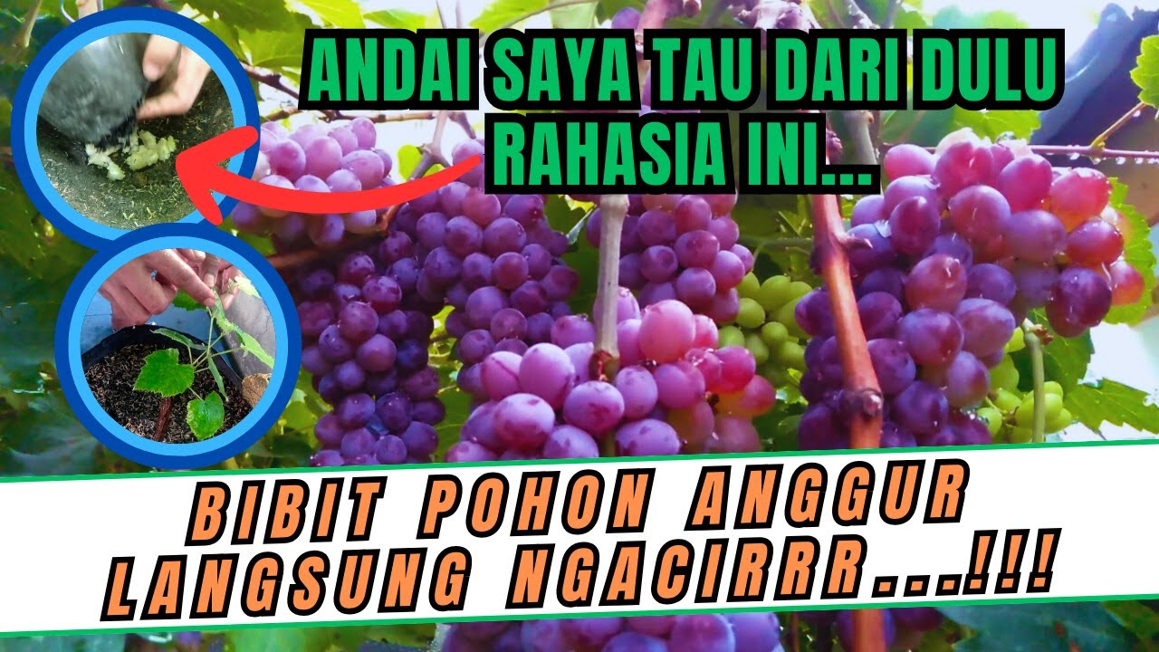 LANGSUNG NGACIR! CARA RAHASIA AGAR BIBIT POHON ANGGUR LANGSUNG TUMBUH SUBUR SETELAH DIPINDAH TANAM