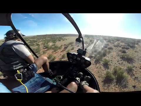 Netgun Game Capture - Gemsbok and Springbok in the Kalahari