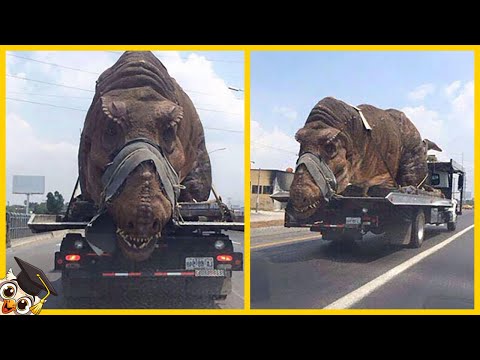 Vídeo: Haga Que Su Pluma Se Mueva: ENCUENTROS ANIMALES - Matador Network