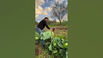 Un Ramo De Repollo Para Mi Mamá 