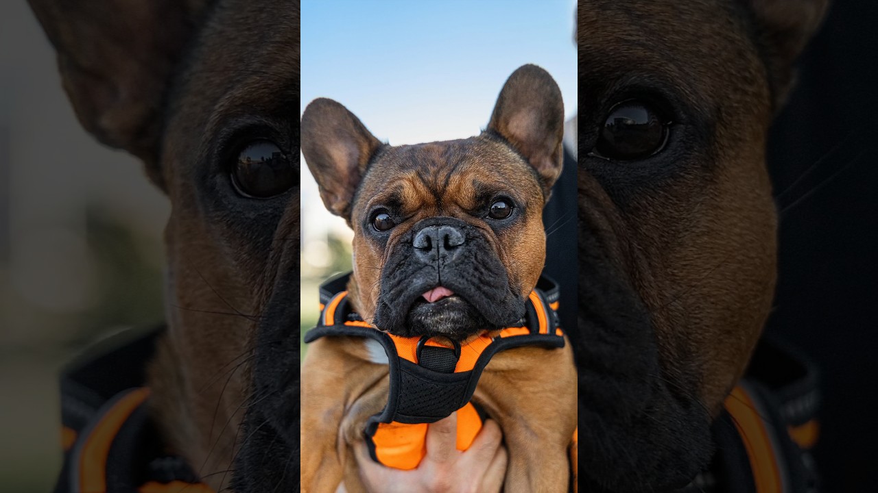 Take beautiful pictures of DOGS