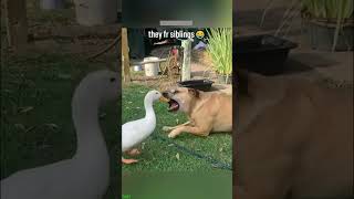 Grumpy Cat reacts to camera - Best Shorts 💥 Big Laugh!