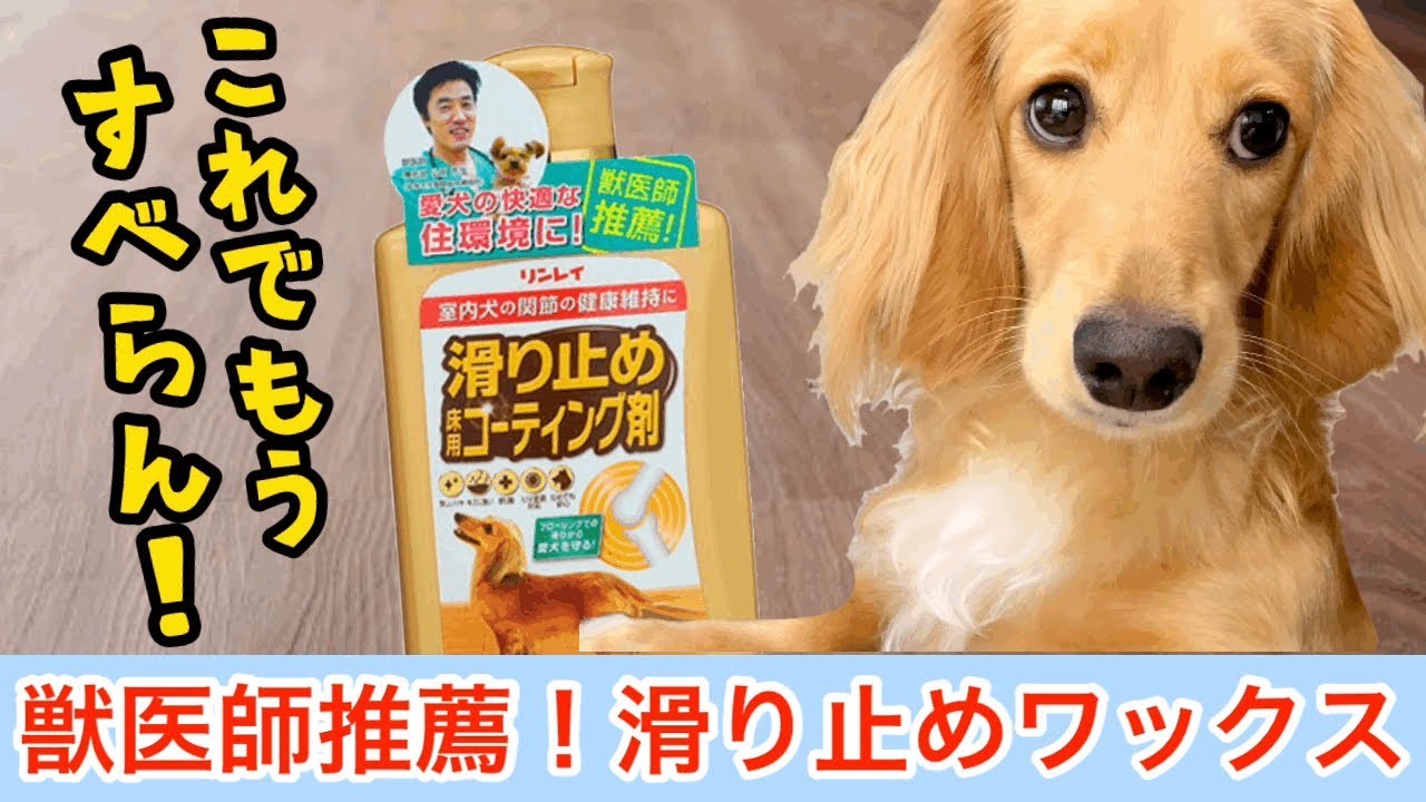 獣医師推薦 リンレイの滑り止めワックスかけてみた ミニチュアダックスフンド モカの気持ちno Youtube