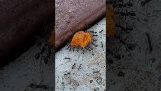 Ants Carrying Food