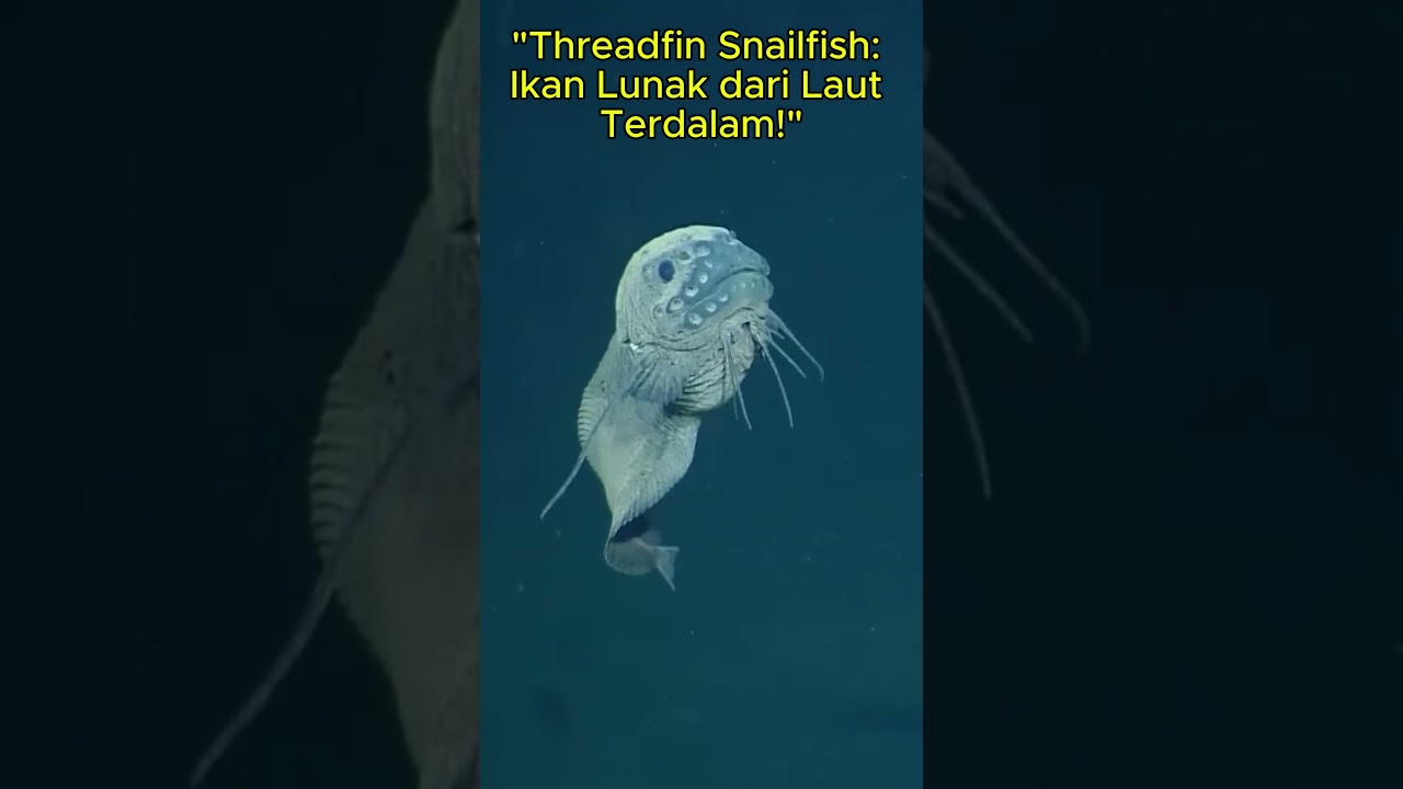 Threadfin Snailfish: Ikan Lunak dari Laut Terdalam! 