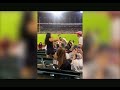 Two girls fight at a white sox game