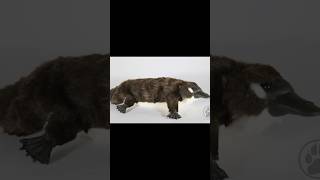 How I made a platypus artdoll. For commission info send me a message. #platypus #artist #artdoll