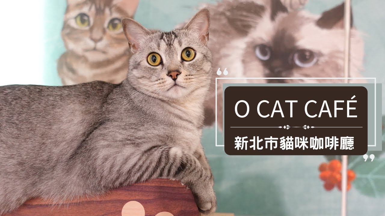 對於可愛的貓貓，答案永遠是OK！👌｜O CAT CAFÉ 貓咪咖啡廳 新北市三重區