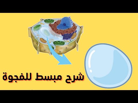 فيديو: ما هو هيكل ووظيفة الفجوة؟