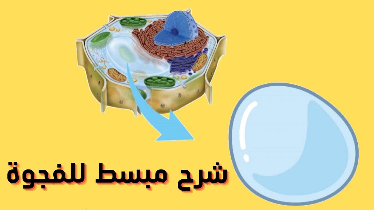 كل ما تود ماعرفته عن الفجوة (شرح بسيط)