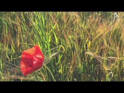 Peter Deunov - Instrumental - "Izliazeul e Seïach" (The Sower is out)