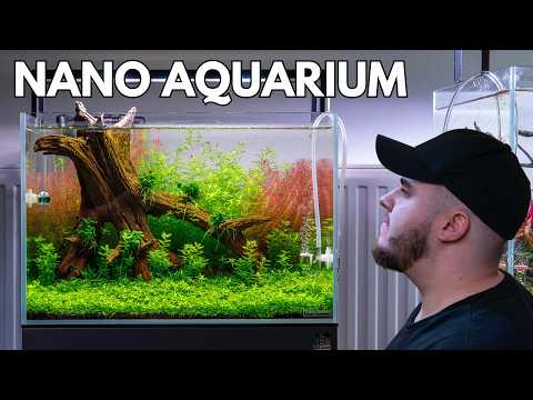 Can an aquarium with just one root look exciting? (45cm Aquascape)