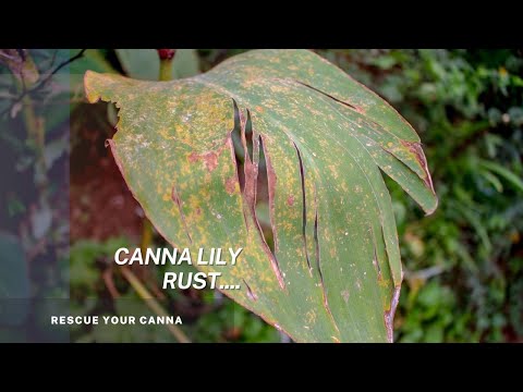 Video: Canna Rust-informatie - Herkennen en behandelen van Canna Rust-symptomen