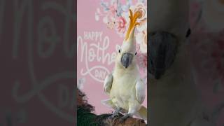 Mother’s Day At Zwf Shoutout From Cacatua.