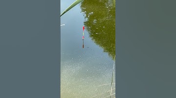 Float fishing for carp: A stunning catch #angler #fishing #fishinglife #fishingvideo #floatfishing