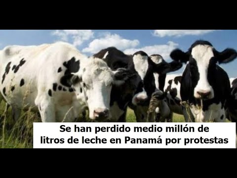 Mas de medio millón de litros de leche se han perdido: Fátima de la Guardia