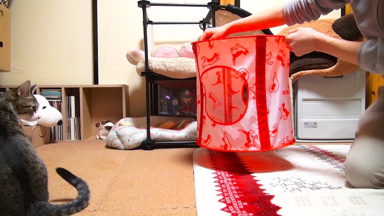 闘猫士にゃタドール - Cat-ador (=`ω´=) - - YouTube