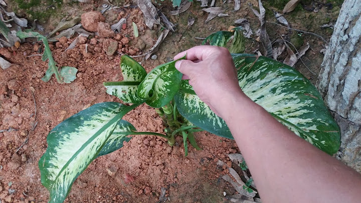 Cây vạn niên thanh nên đặt ở đâu