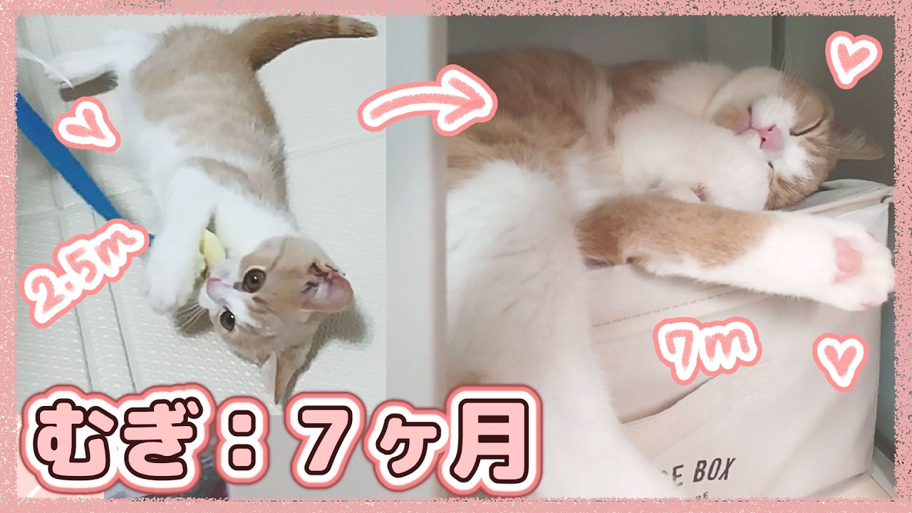 むぎが生後７ヶ月になりました