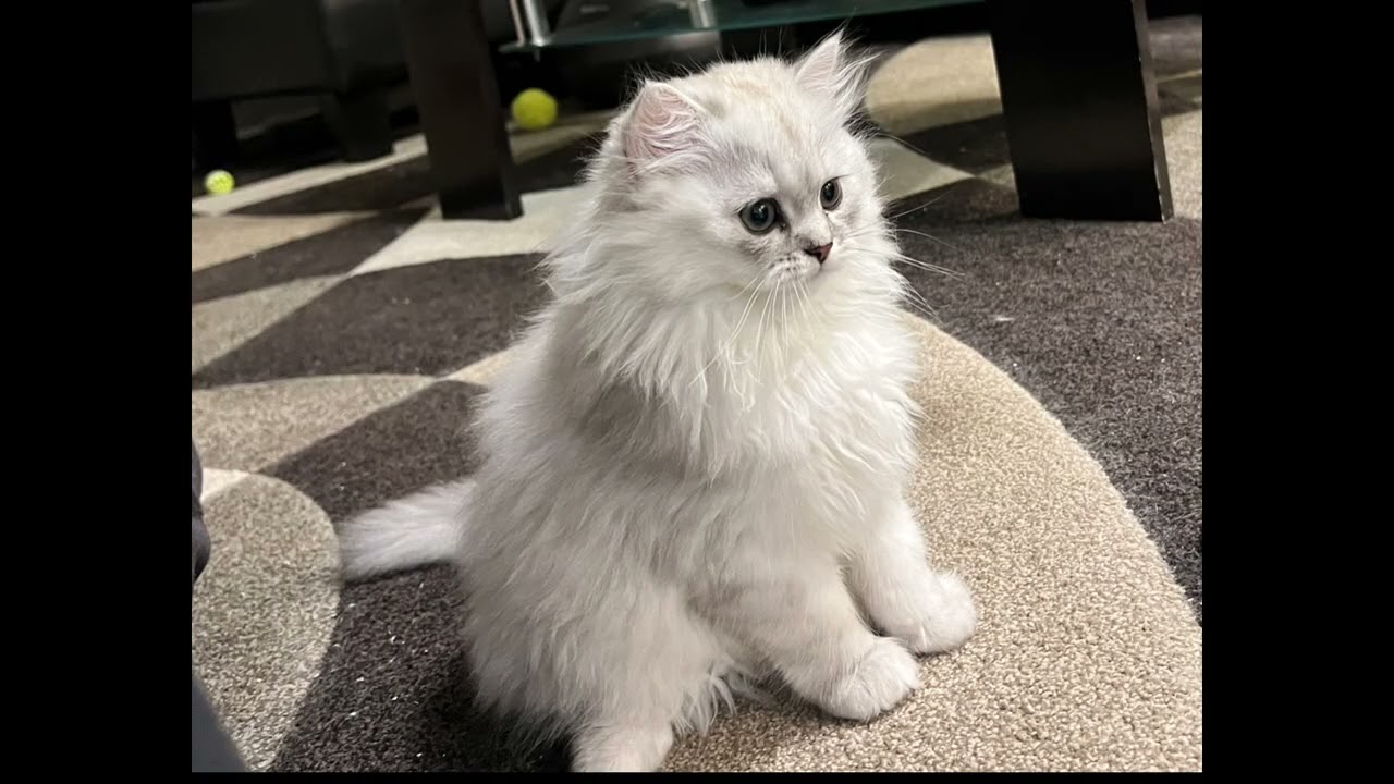 Silver - Long Hair British with Silver Coat