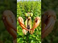 Chinese Mantis Micro-Cam: Real POV Hunt in Dense Foliage