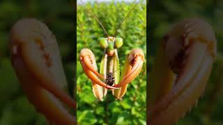 Chinese Mantis Micro-Cam: Real POV Hunt in Dense Foliage