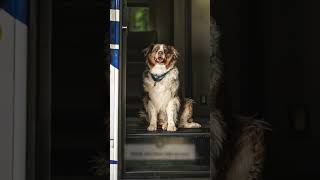The Best Pet-Friendly RVs #shorts