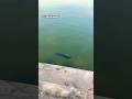 Fish at Lumbini #travel #nepal #asia #tourism #animals #fish #temple #holy #history #viral #shorts