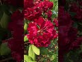 Where Roses Guard the Stairs#nature #animals #canada #love #flowers #life #sky #shortvideo #ocean