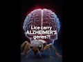 Lice vs. Alzheimer’s