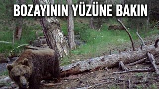 GÖRDÜĞÜM EN KORKUTUCU AYI ! AĞACIN ÜZERİNDEN GEÇEN DEVASA BOZAYI ! YAVRUSUNU EMZİREN KIZIL GEYİK