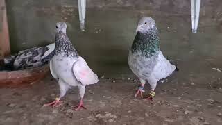 My favourite  Bloodline  Golden     Manchester   pigeon lovers.