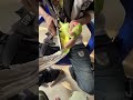 #talkingparot #parrot #trending #shorts #viralvideo