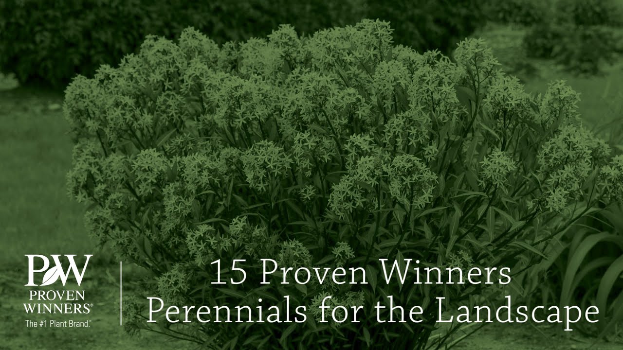 15 Proven Winners Perennials for the Landscape | Walters Gardens