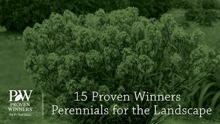 15 Proven Winners Perennials For The Landscape Walters Gardens